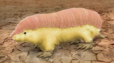 Pichiciego menor: características de su sistema tegumentario