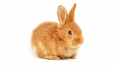 Uno de cada siete conejos de compañía sufre enfermedades dentales