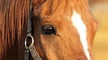 Confirman el primer brote de encefalomielitis equina en la provincia de Chubut