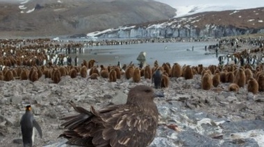 La OMSA insta a responder rápida y exhaustivamente a los brotes de influenza aviar de alta patogenicidad en la vida silvestre