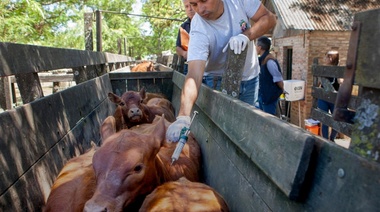Fiebre aftosa Campaña 2024: Requisitos para el movimiento de bovinos y bubalinos