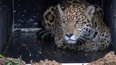 Liberan un ejemplar de yaguareté hembra en el Parque Nacional El Impenetrable
