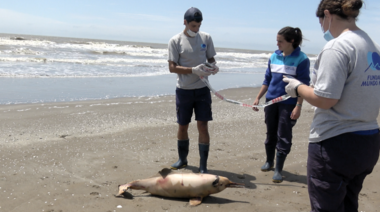 Preocupación por el alto número de ejemplares muertos de Delfín Franciscana en la costa atlántica argentina