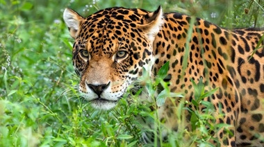 Un nuevo ejemplar de yaguareté se suma al Gran Parque Iberá