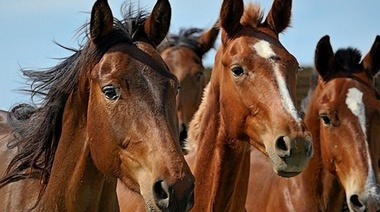 Los brotes de encefalomielitis equina del oeste en animales están disminuyendo en Argentina
