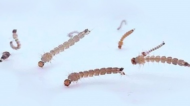 Revelan que las larvas del mosquito transmisor del dengue pueden “respirar” bajo el agua