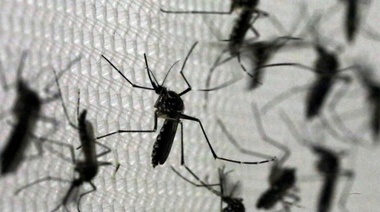 Superpoblación de mosquitos y récord de casos de dengue