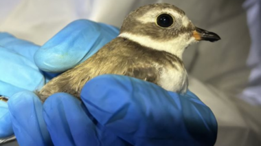 Campaña de captura y relevamiento de aves playeras