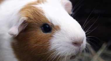 Destacan las afecciones más comunes en los conejillos de indias