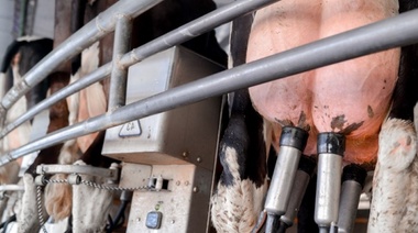 Detectan el primer caso humano de influencia aviar transmitido por vacas lecheras en Estados Unidos