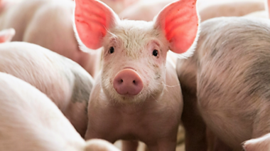 Welfair: el certificado de Bienestar Animal llega a Latinoamérica