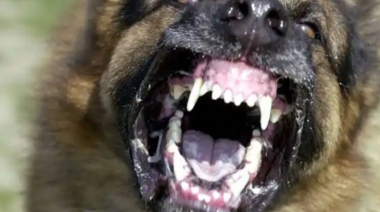 10 recomendaciones para abordar los problemas de agresividad canina