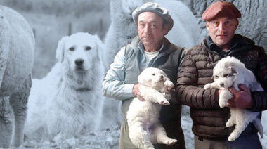 Nueva guía de recomendaciones para la cría de perros protectores de ganado