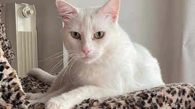 Nuevas pautas de consenso sobre el uso a largo plazo de AINE en gatos