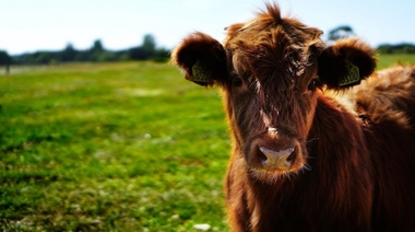 Argentina vuelve a exportar embriones bovinos “in vivo” a la Unión Europea