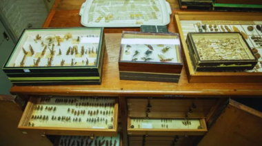 El INTA cuenta con una colección de más de 10 mil ejemplares de insectos