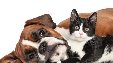 Perros y gatos podrían transmitir a sus tenedores bacterias resistentes a los antibióticos