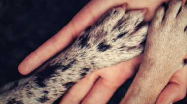 Reflexión sobre el comportamiento animal y la veterinaria