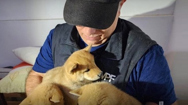 Allanan criaderos ilegales en la Ciudad Autónoma de Buenos Aires