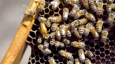 El Senasa acentúa la prevención del ingreso al país del pequeño escarabajo de la colmena