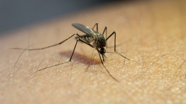 Qué es la fiebre de Oropouche y porqué está creciendo en Sudamérica