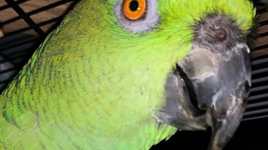 Mascotismo: los riesgos para la salud humana y la conservación de la biodiversidad