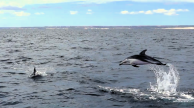 Presentaron MaRes: el proyecto que busca preservar los ecosistemas marinos de Chubut