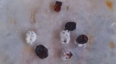 Garrapata en bovinos: nuevas alternativas para el control sustentable