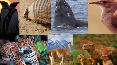 ¡Feliz Día del Animal! Celebrando la rica biodiversidad y la lucha por su conservación