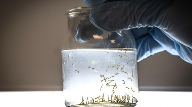 Investigan la resistencia de los mosquitos Aedes aegypti a los insecticidas