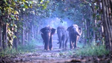 Vantara: el innovador refugio de animales silvestres de la India