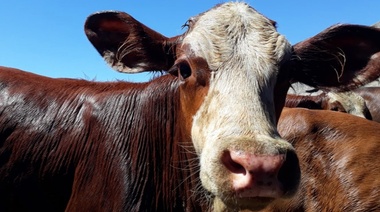 El Senasa recomienda el uso responsable de productos garrapaticidas