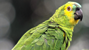 Aumentaron los casos de psitacosis en Argentina