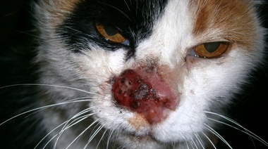 Carcinomas de células escamosas en felinos: nuevo y efectivo tratamiento