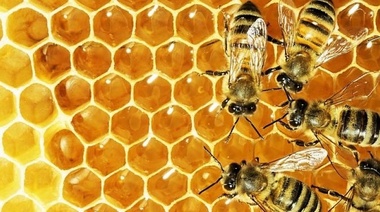 Preparación de las colmenas para el receso productivo: recomendaciones del INTA