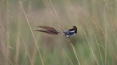 Aprueban proyecto para la conservación de aves amenazadas