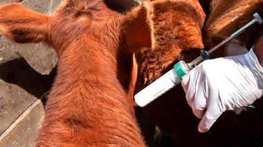 Entró en vigencia la nueva Resolución sobre vacunas contra la fiebre aftosa