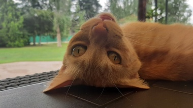 Desarrollan las "tablas de vida" para predecir la esperanza de vida de los gatos