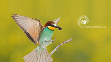 "Protege los insectos, protege las aves"