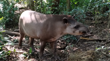 Detectan el primer caso de rabia en un tapir en Formosa