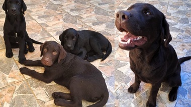 El Senasa sumó nuevos integrantes caninos para reforzar controles en la Patagonia