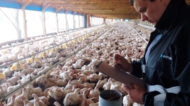 Senasa realizó fiscalización de granjas avícolas en Entre Ríos