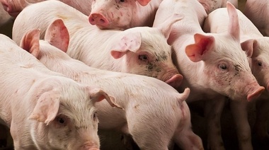 Triquinosis: pautas para la prevención en la producción y el consumo de alimentos