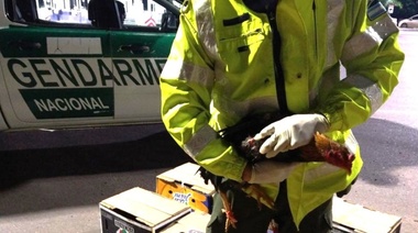 Rescatan 66 gallos de riña en un control vial de Gendarmería