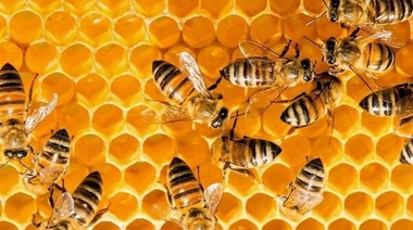 Abejas: Un engranaje vital en la cadena alimentaria