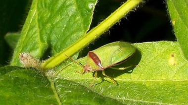 Científicos de la UNLP implementan método biológico para eliminar chinches en cultivos