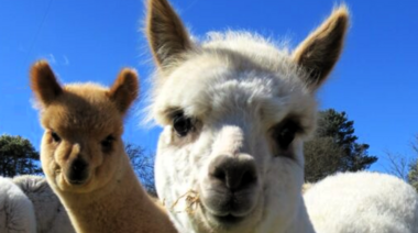 Detectan por primera vez alpacas infectadas con gripe aviar