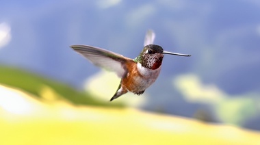 Nuevos hallazgos sobre el vuelo del colibrí