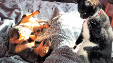 Nuevas pautas de control de reproducción en perros y gatos