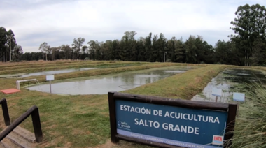 Desarrollan la producción de peces en Entre Ríos